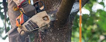 Why Choose Our Tree Removal Services in Hyrum, UT?